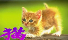 吃瓜爆料谭竹胖猫,揭秘娱乐圈的“吃瓜”风云